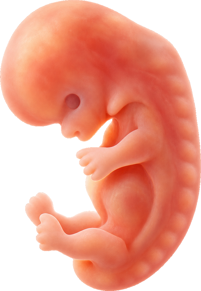 Educational approximation for pregnancy week 8
